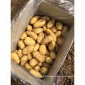 2016 New Crop Holland Potato Hot Sale for Pakistan